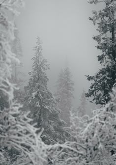 snow covered pine trees in the woods on a foggy day