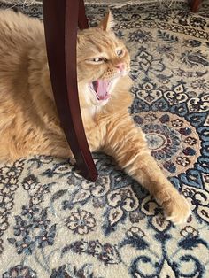 an orange cat laying on top of a rug with its mouth open and tongue out