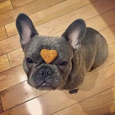 a dog with a heart shaped cookie on its nose looking up at the camera while standing on a wooden floor