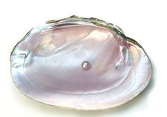 an oyster shell with a pearl in it