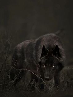 a black wolf is walking through the dark woods with its head turned towards the camera