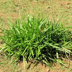 a small green plant growing in the middle of a field with dirt and grass around it