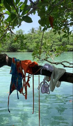 clothes hanging from a tree in the water