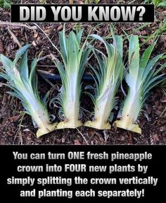 three green plants growing out of the ground with text that reads, did you know?