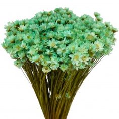 a bunch of green flowers in a vase on a white background with clippings