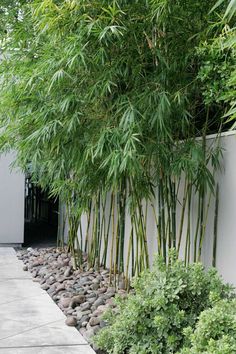 a bamboo tree in front of a white wall with rocks and plants on the side