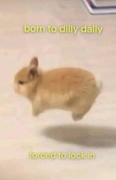 a small brown hamster running across a white floor