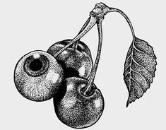 black and white drawing of cherries with leaves