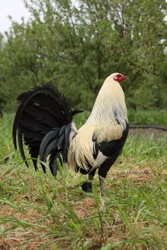 a black and white rooster standing on top of a grass covered field with trees in the background