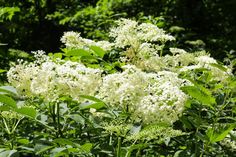 some white flowers and green leaves in the sun on a sunny day with trees behind them