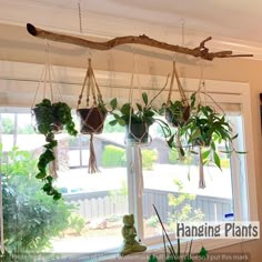 three hanging plants in pots on a window sill