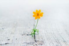 a single yellow flower sitting on top of a wooden floor