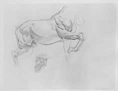 a black and white drawing of a horse