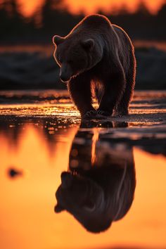 a brown bear standing on top of a beach next to a body of water at sunset