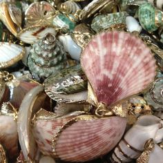 sea shells and other seashells are piled on top of each other in this pile