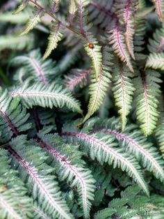 closeup of green leaves with red tips