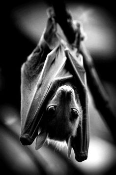 a black and white photo of a bat hanging upside down