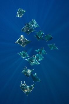 a group of stingfish swimming in the blue water with sunlight shining through them's wings