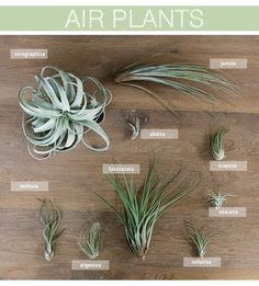 air plants on a wooden table with the names above them and labeled in spanish for each plant