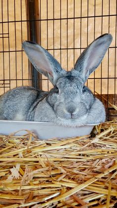 a rabbit sitting in a bowl on top of hay