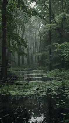 a pond in the middle of a forest filled with water lilies