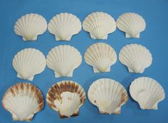 nine seashells are arranged on a blue background