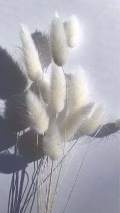 some white flowers are in a vase on the table and shadow is cast on the wall behind them