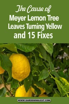 lemons growing on the tree with text overlay that reads, the cause of mayer lemon tree leaves turning yellow and 15 fixes