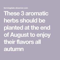 the words, these 3 aromaic herbs should be planted at the end of august to enjoy their flavors all autumn