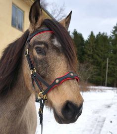 a brown horse wearing a black bridle and red reins in front of a house