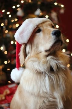 a dog wearing a santa hat sitting in front of a christmas tree