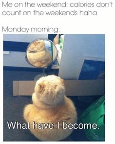 Good Morning Meme, Funny Good Morning Memes, Morning Memes, Morning Funny, Good Morning Funny