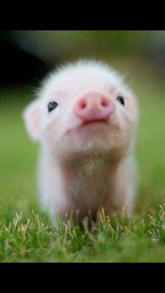 a small white pig standing on top of a lush green field