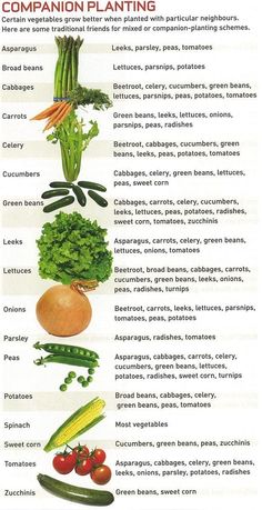 a poster with different types of vegetables and their names