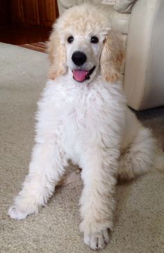 a white poodle sitting on the floor in front of a couch with its tongue hanging out