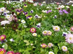 many different colored flowers growing in the grass