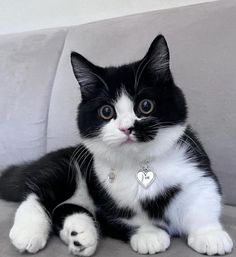 a black and white cat sitting on top of a couch