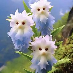 three blue and white flowers with water in the background