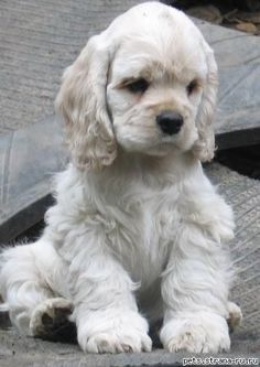 a small white dog sitting on the ground