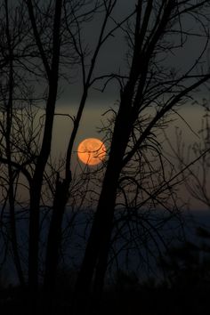 the moon is setting behind some trees in the dark sky with no leaves on it