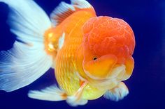 an orange and white fish swimming next to a blue background with the words goldfish on it's side