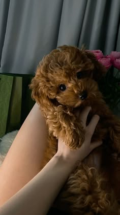 a woman is holding a brown dog in her lap and posing for the camera with pink flowers behind her