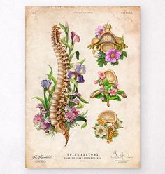 an old - fashioned medical poster with flowers and bones