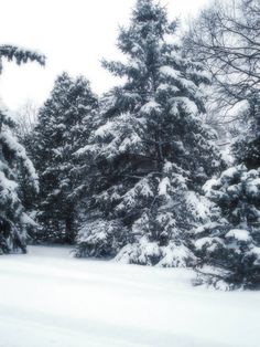 snow covered pine trees in the woods on a snowy day