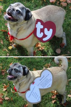 two pictures of a pug dog wearing a heart shaped tag with the words i love you written on it