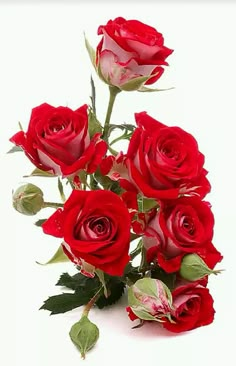 a bouquet of red roses on a white background