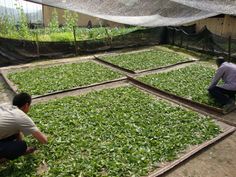 two men kneeling down on the ground in front of green plants and netting over them