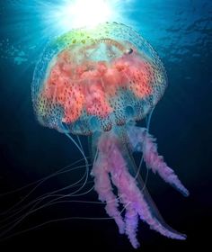 a jellyfish swimming in the blue water