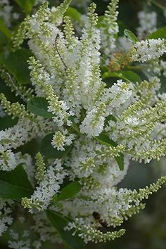 the white flowers are blooming on the tree