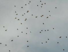 a flock of birds flying in the sky